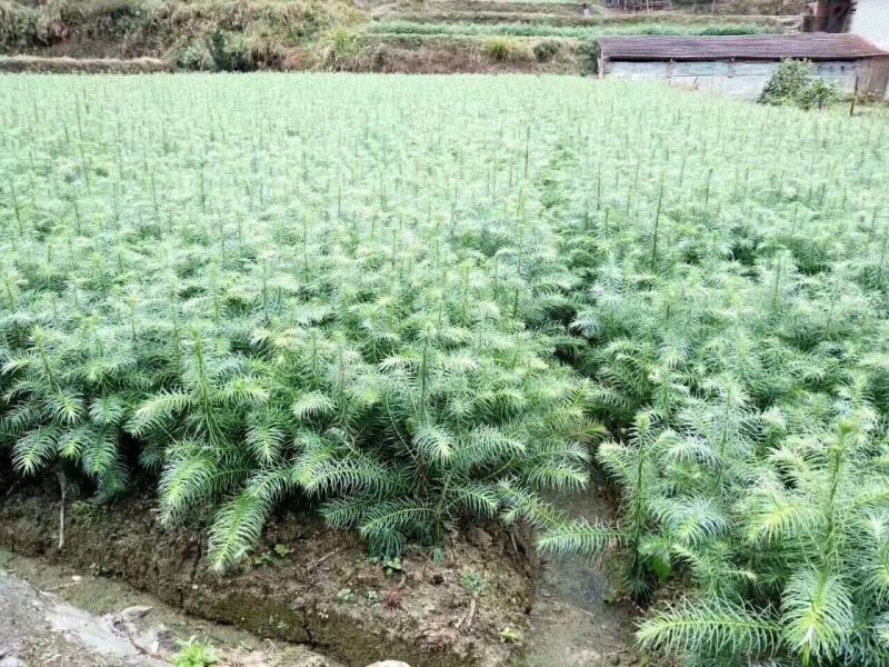 通道县自产自销杉树苗各种规格都可供应