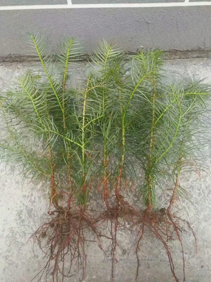 通道县自产自销杉树苗各种规格都可供应