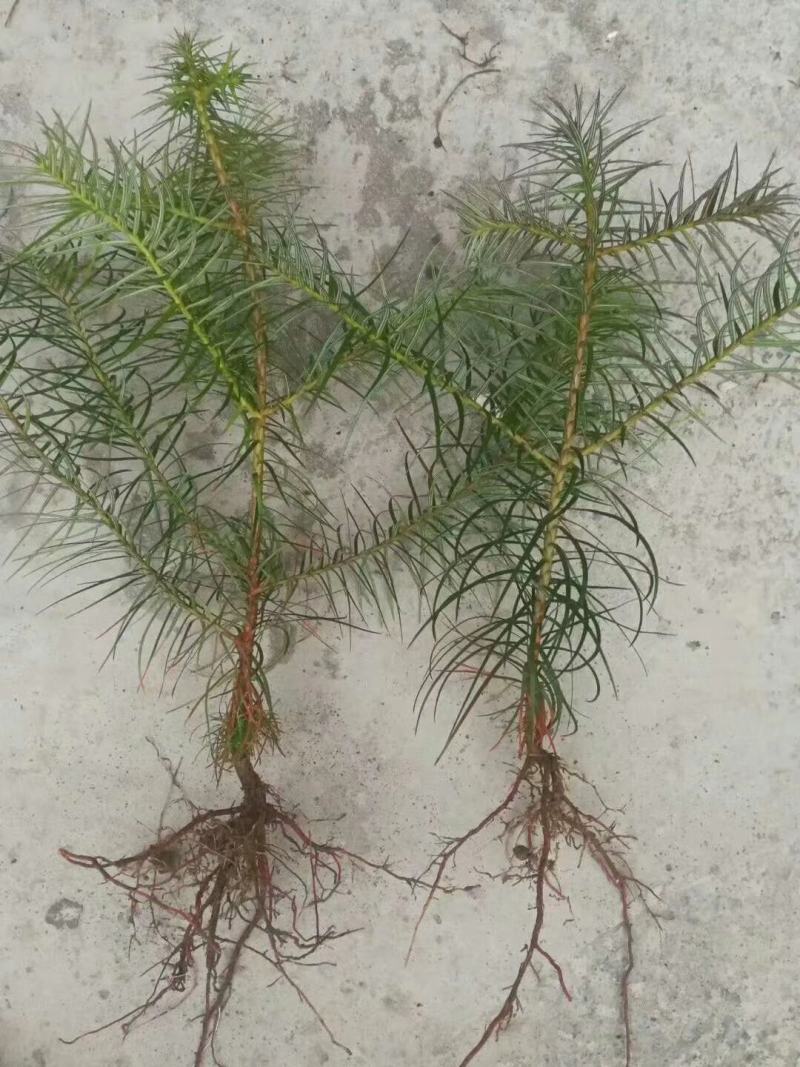 通道县自产自销杉树苗各种规格都可供应