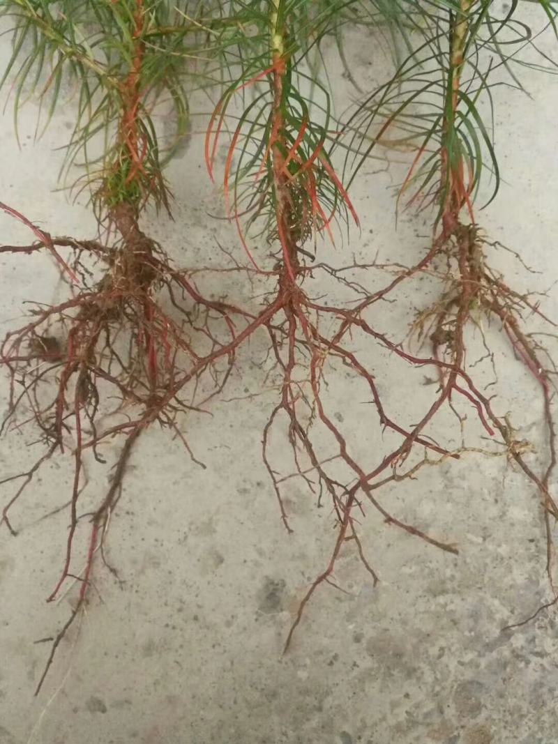 通道县自产自销杉树苗各种规格都可供应