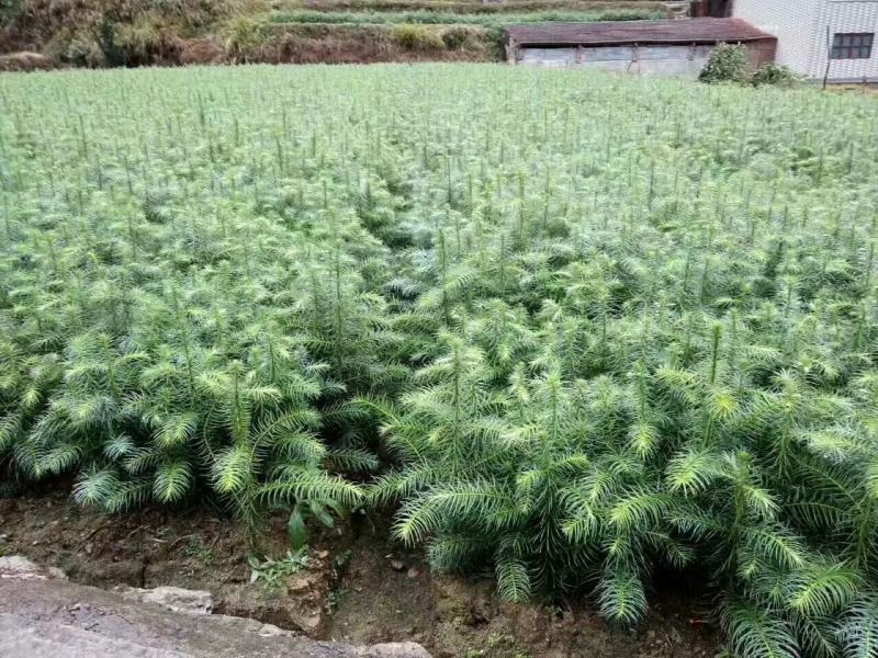 通道县自产自销杉树苗各种规格都可供应
