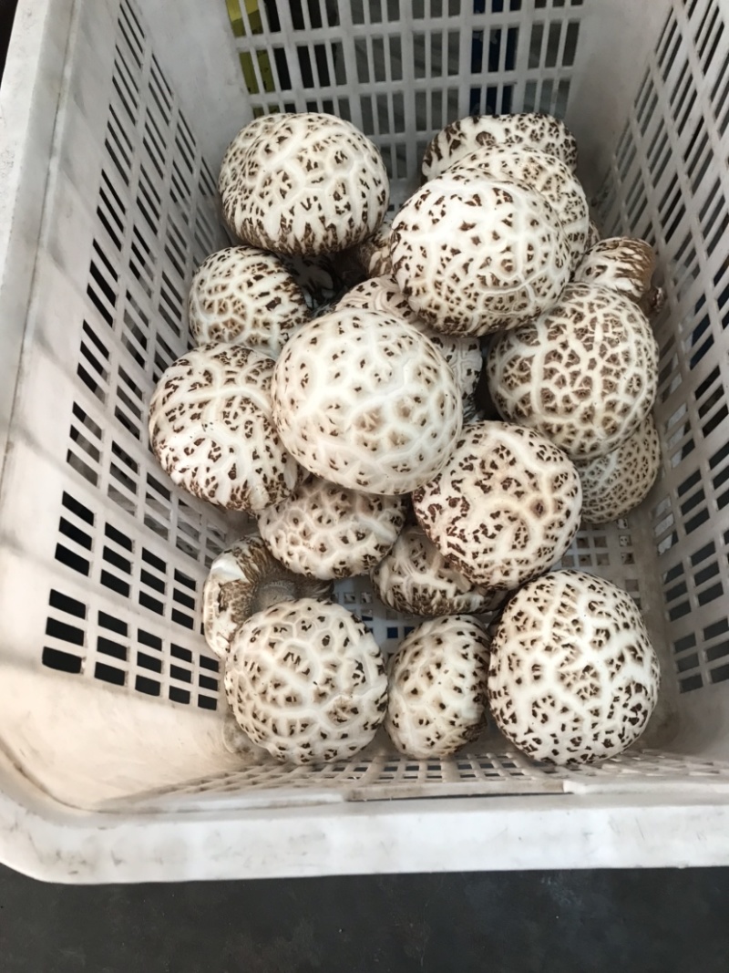 大量出售鲜花菇