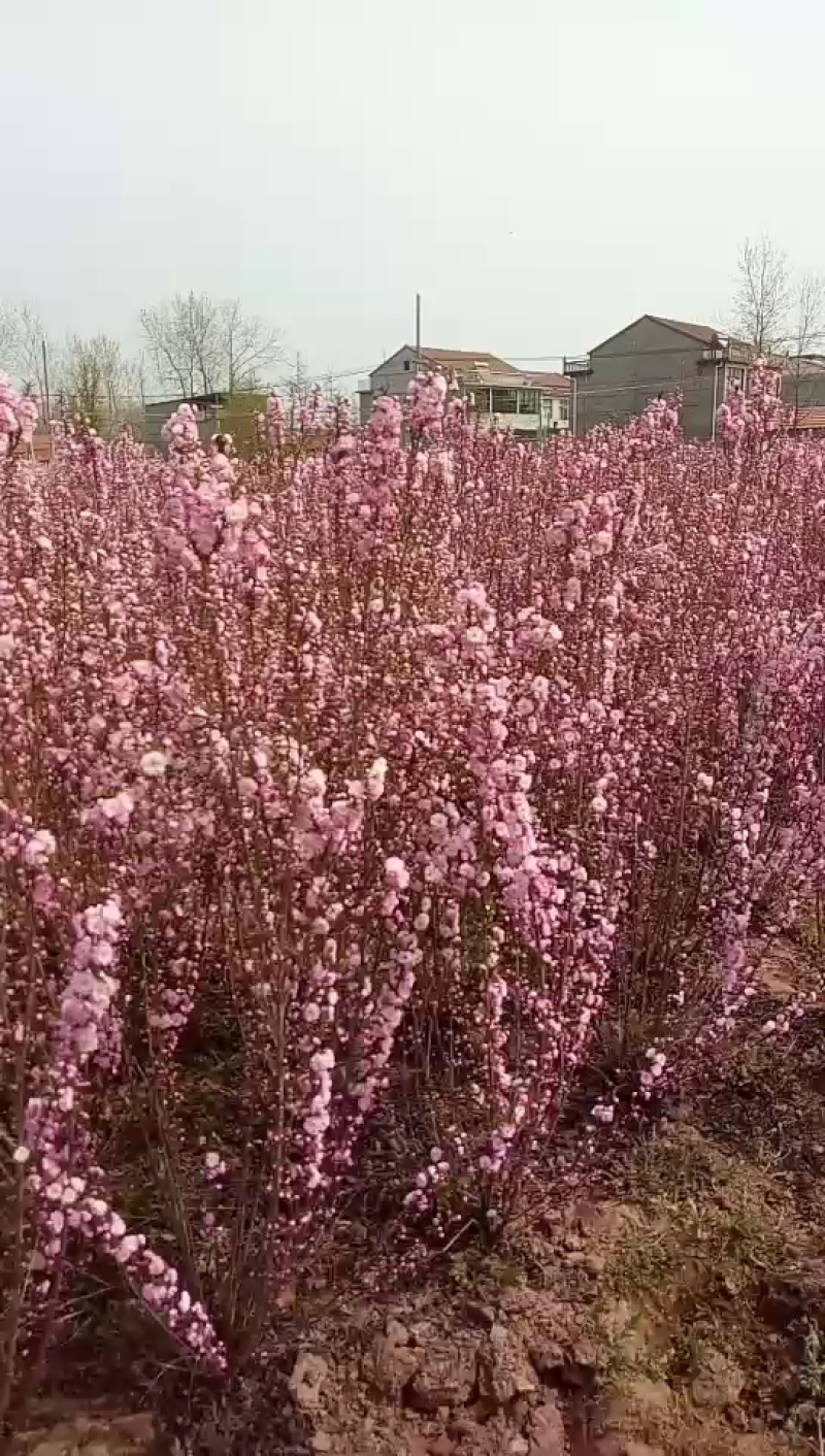 郁李麦李丛生郁李麦李花量大