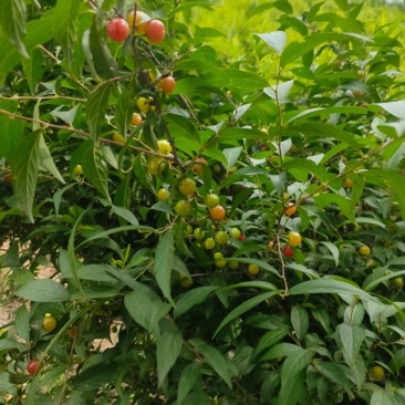 郁李麦李
