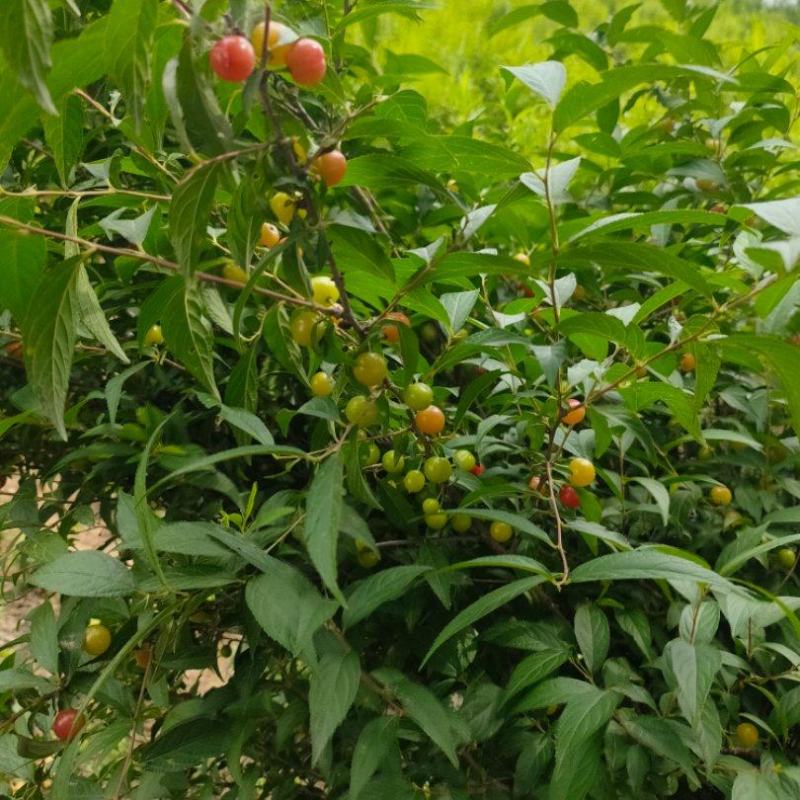 郁李麦李