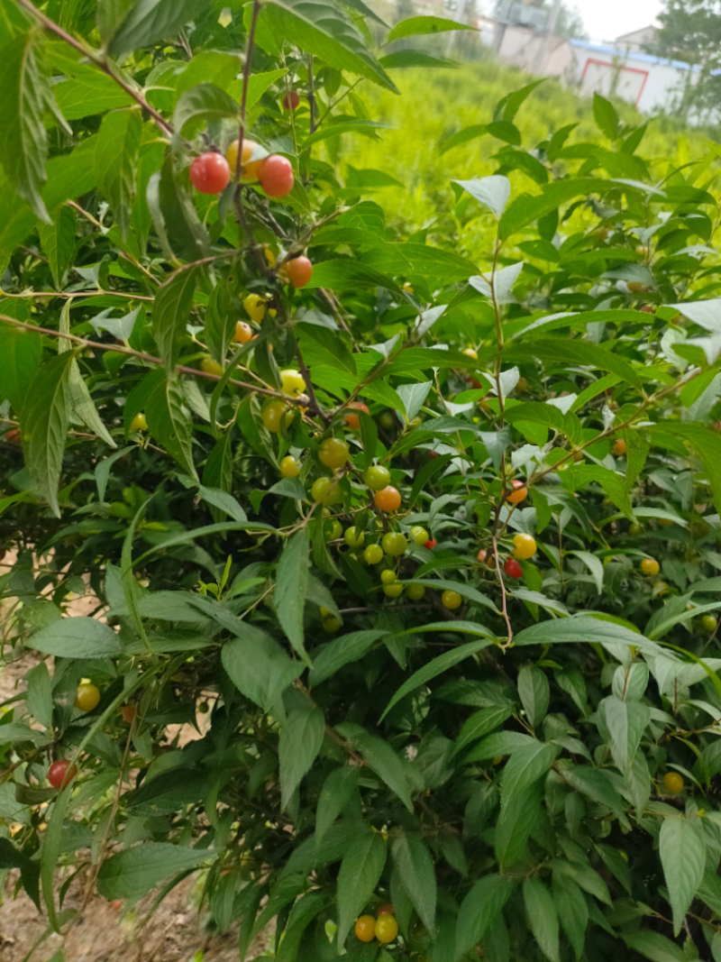 郁李麦李
