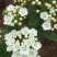 麻叶绣线菊