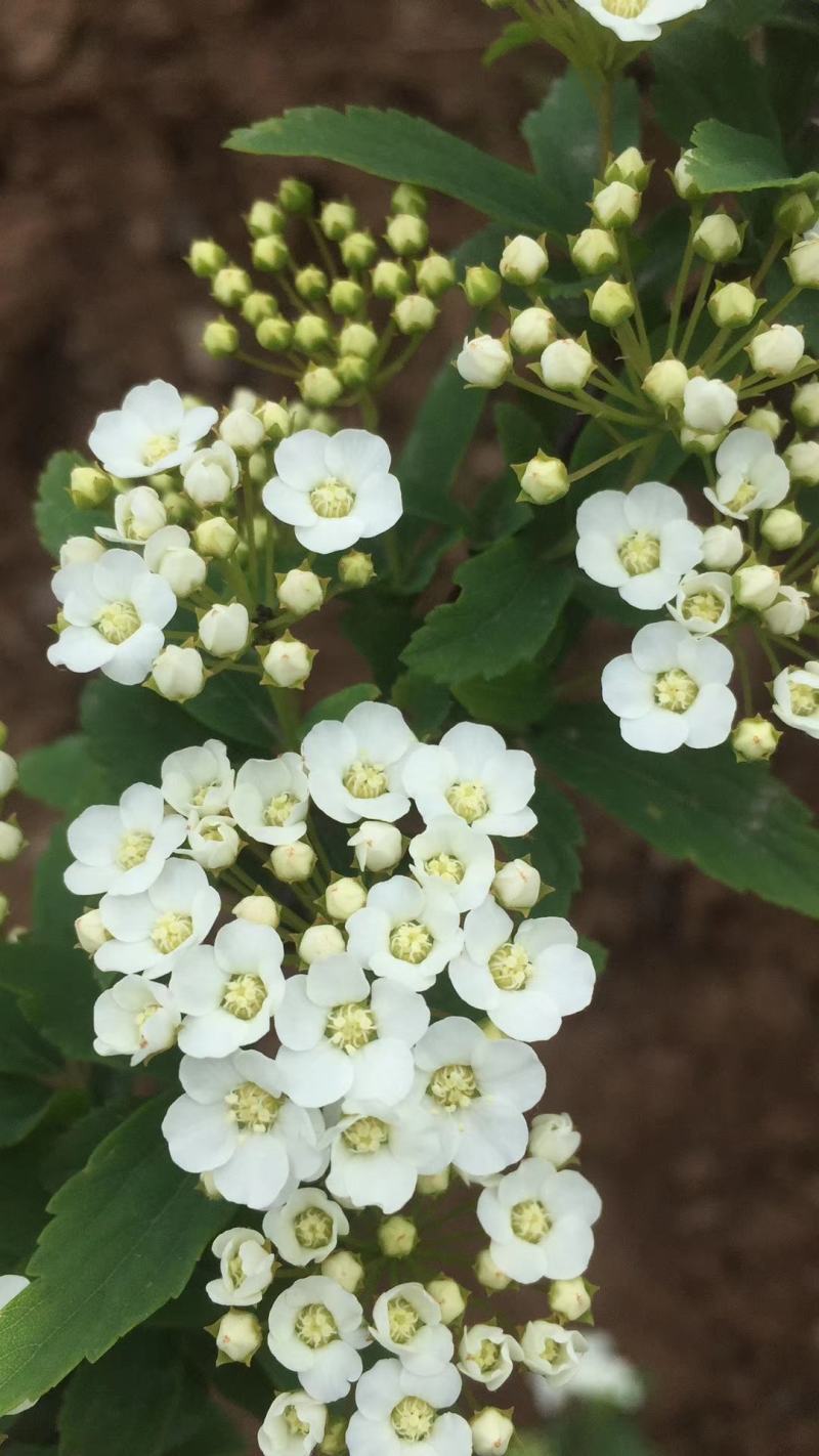 麻叶绣线菊