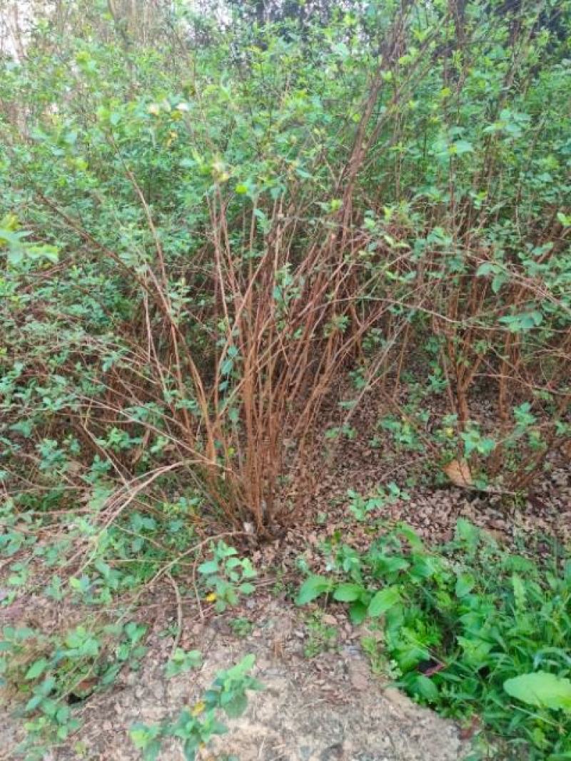 麻叶绣线菊