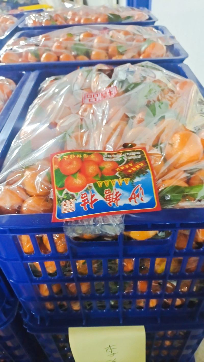 沙糖桔