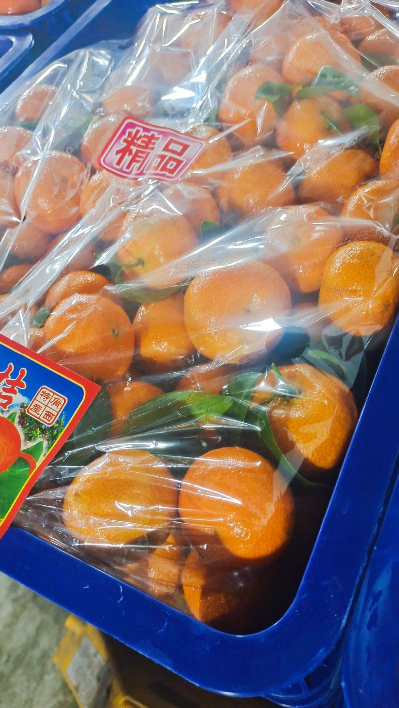 沙糖桔