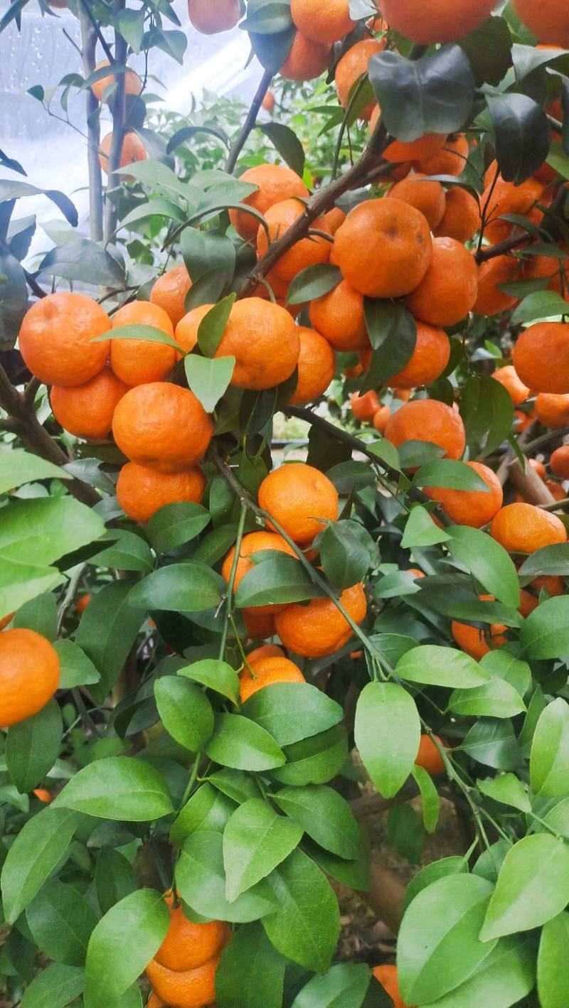 沙糖桔
