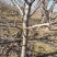 梨树出售基地货源4~6cm8-18公分规格齐全