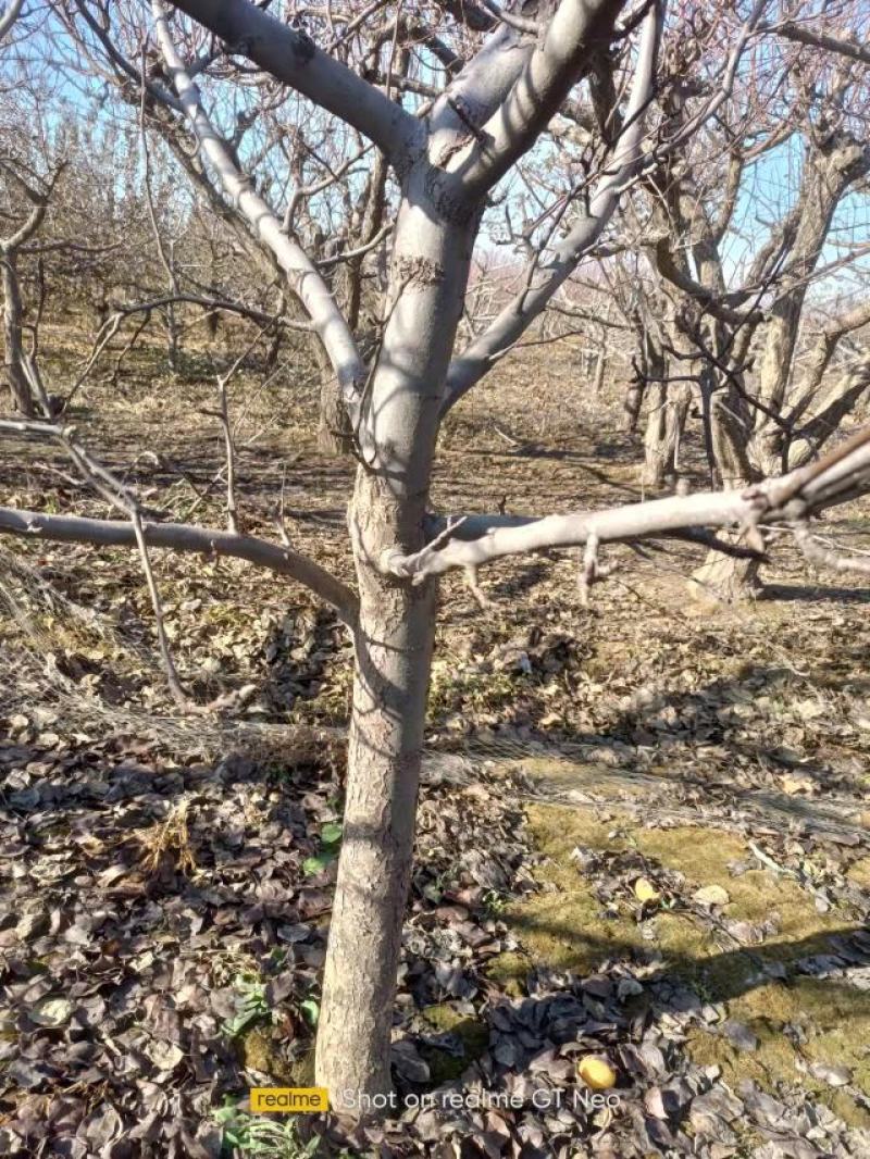梨树出售基地货源4~6cm8-18公分规格齐全