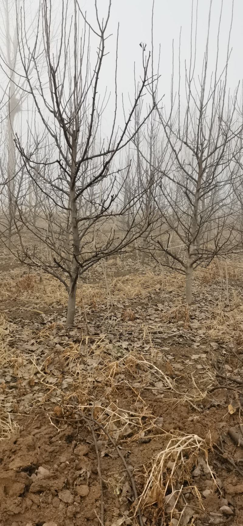 梨树出售基地货源4~6cm8-18公分规格齐全