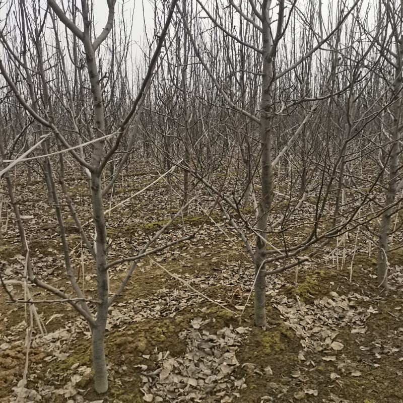 梨树出售基地货源4~6cm8-18公分规格齐全