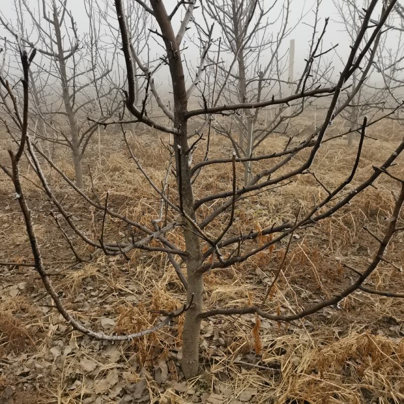梨树出售基地货源4~6cm8-18公分规格齐全