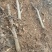 梨树出售基地货源4~6cm8-18公分规格齐全