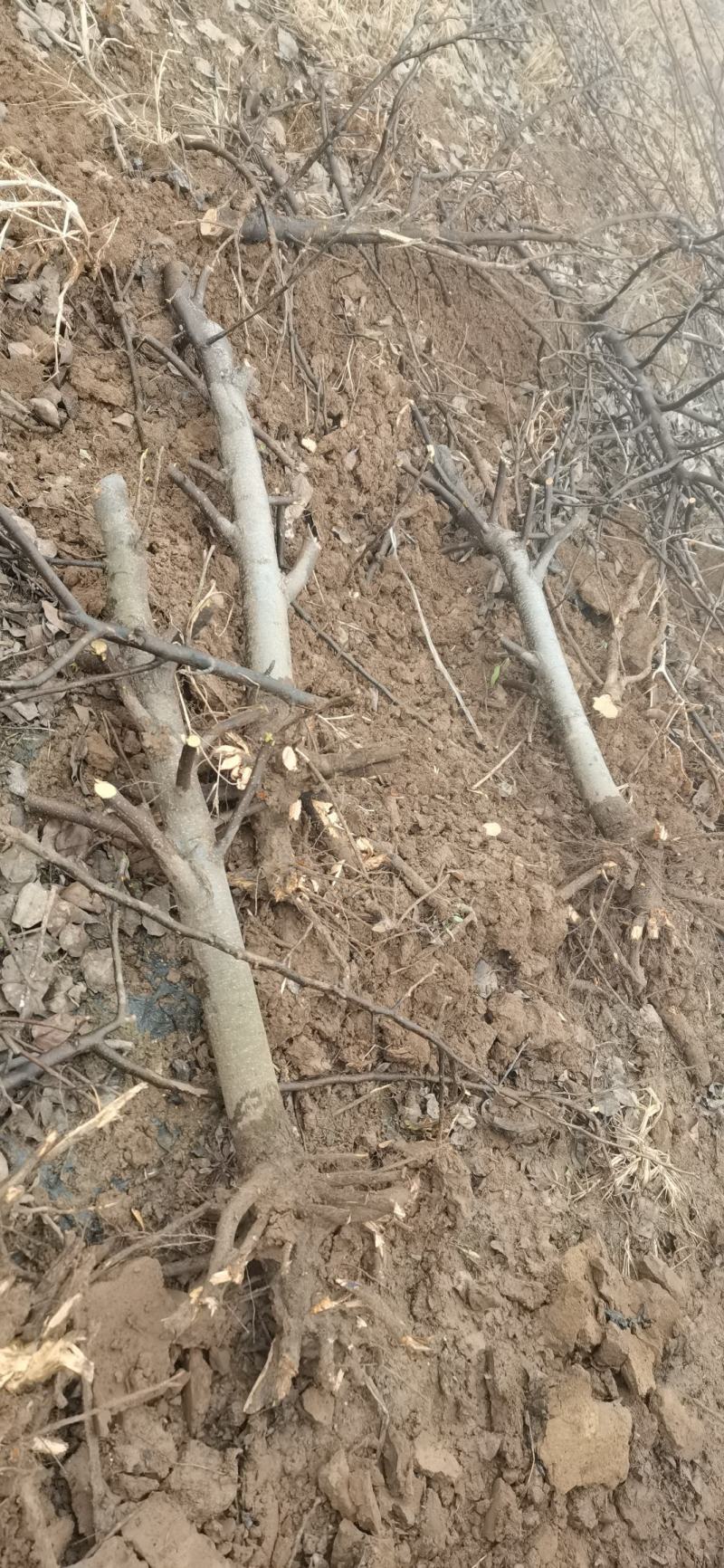 梨树出售基地货源4~6cm8-18公分规格齐全