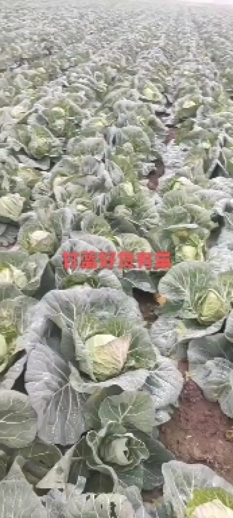 甘蓝河南省新野县万亩甘蓝基地
