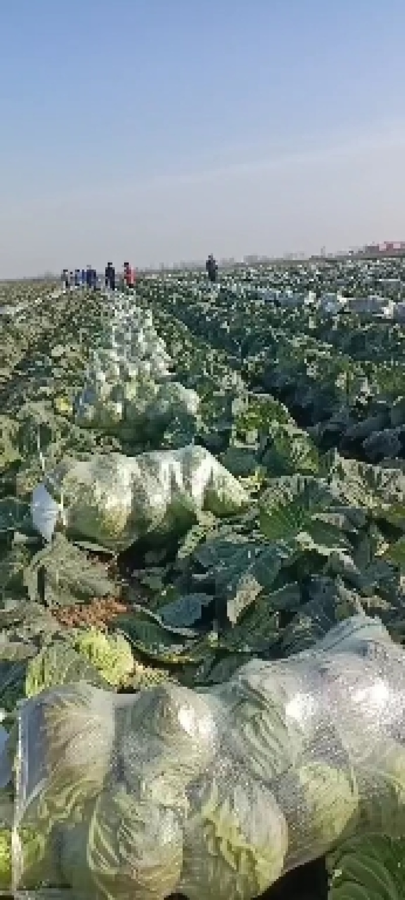 甘蓝河南省新野县万亩甘蓝基地