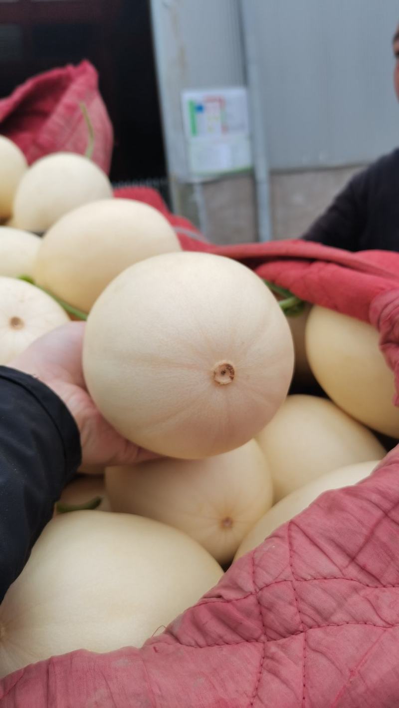 甜瓜河南安阳内黄甜瓜，红肉脆梨甜瓜，代收代发，对接电商