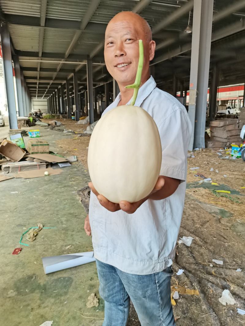 甜瓜河南安阳内黄甜瓜，红肉脆梨甜瓜，代收代发，对接电商