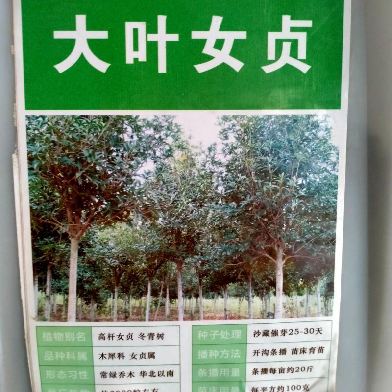 新采大叶女贞种子金森金叶小叶女贞绿篱笆围栏植物高杆速生女