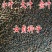 新采大叶女贞种子金森金叶小叶女贞绿篱笆围栏植物高杆速生女
