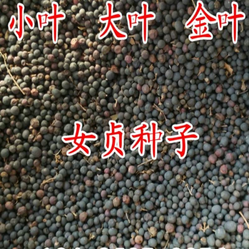 新采大叶女贞种子金森金叶小叶女贞绿篱笆围栏植物高杆速生女