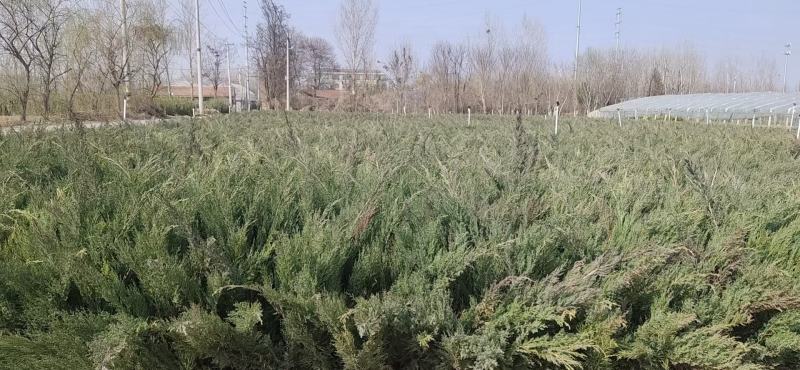 沙地柏，沙地柏杯苗，山东沙地柏