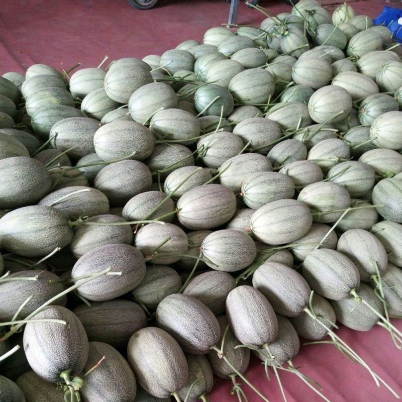 山东小蜜25号大量上市专业代办质量三包对接线上