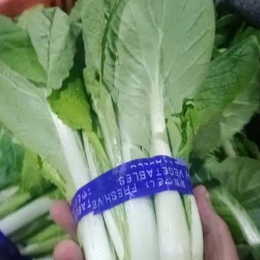 山东万亩产区，长年不间断供应精品奶白菜
