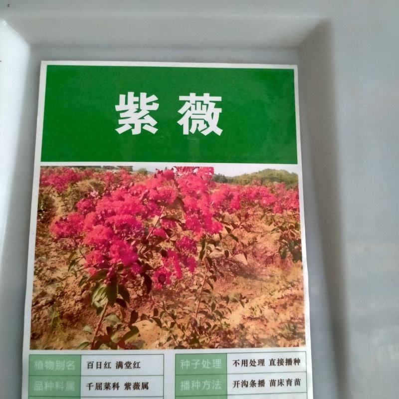 紫薇种子百日红火球红红多年生速生美国红火箭观花树苗种籽