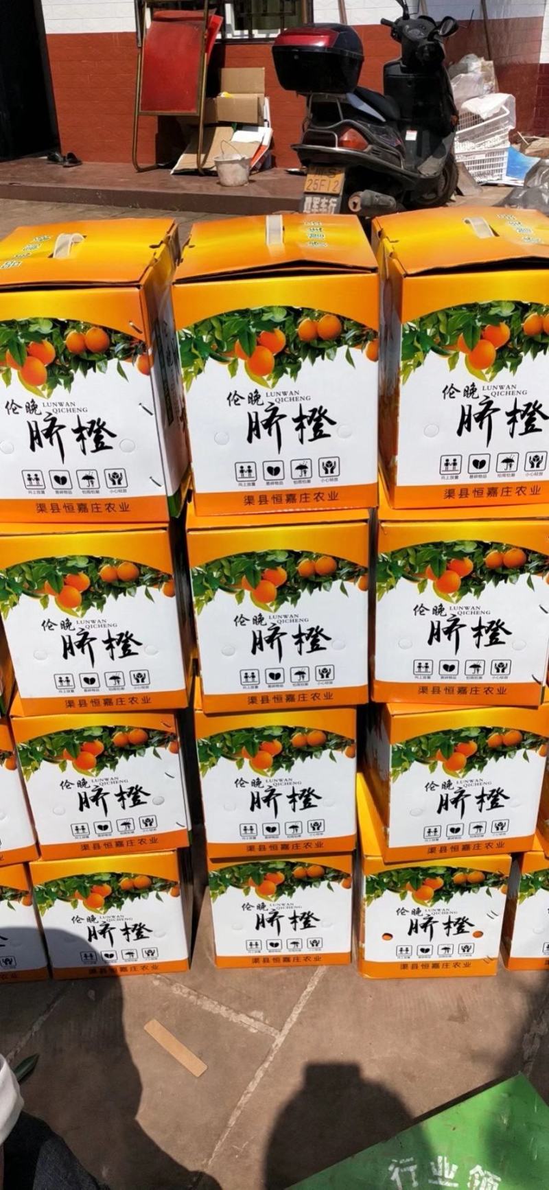 伦晚脐橙