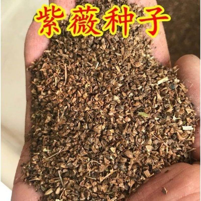 紫薇种子百日红火球红红多年生速生美国红火箭观花树苗种籽