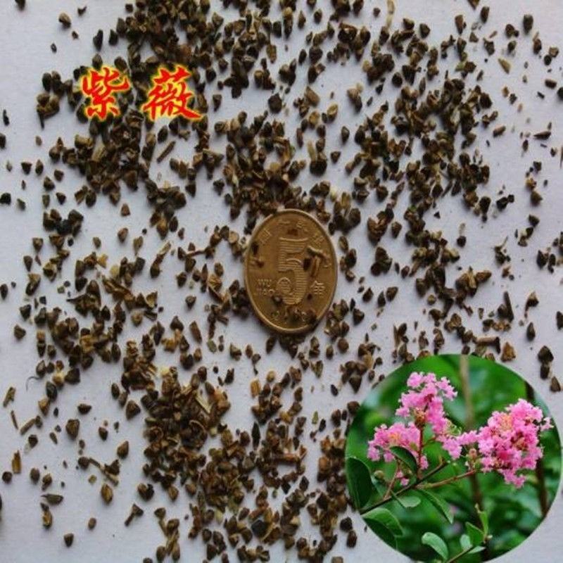 紫薇种子百日红火球红红多年生速生美国红火箭观花树苗种籽