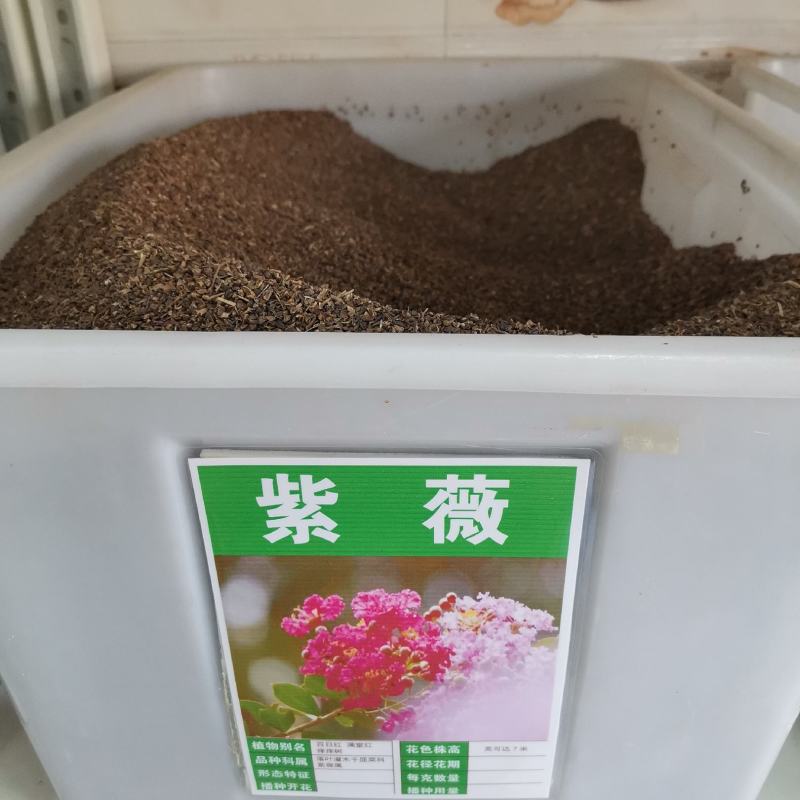 紫薇种子百日红火球红红多年生速生美国红火箭观花树苗种籽