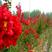 紫薇种子百日红火球红红多年生速生美国红火箭观花树苗种籽