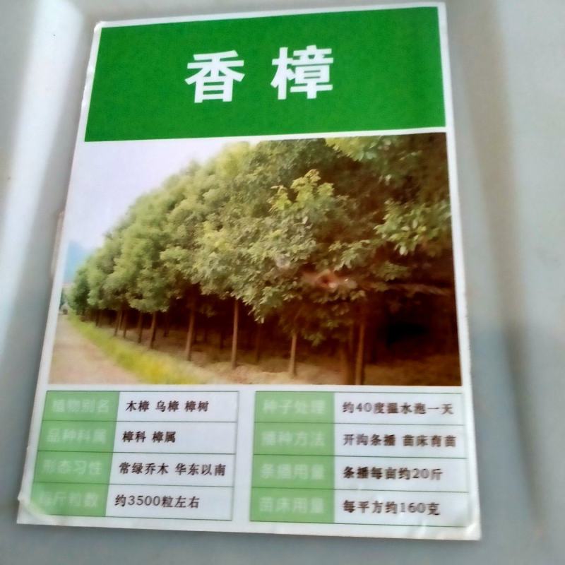 香樟种子新采樟树籽小叶香樟种子大叶香樟种子绿化樟树种