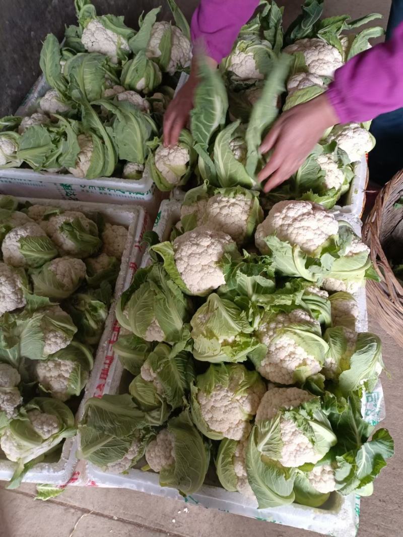 陕西汉中白实花大量上市