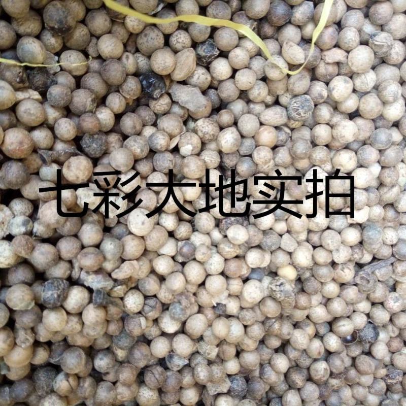 香樟种子新采樟树籽小叶香樟种子大叶香樟种子绿化樟树种