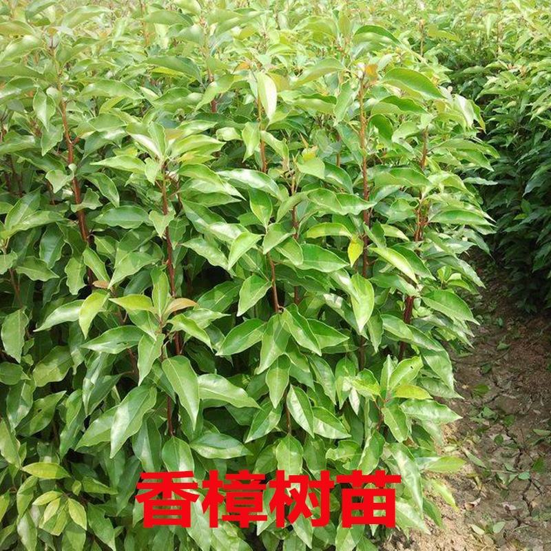 香樟种子新采樟树籽小叶香樟种子大叶香樟种子绿化樟树种