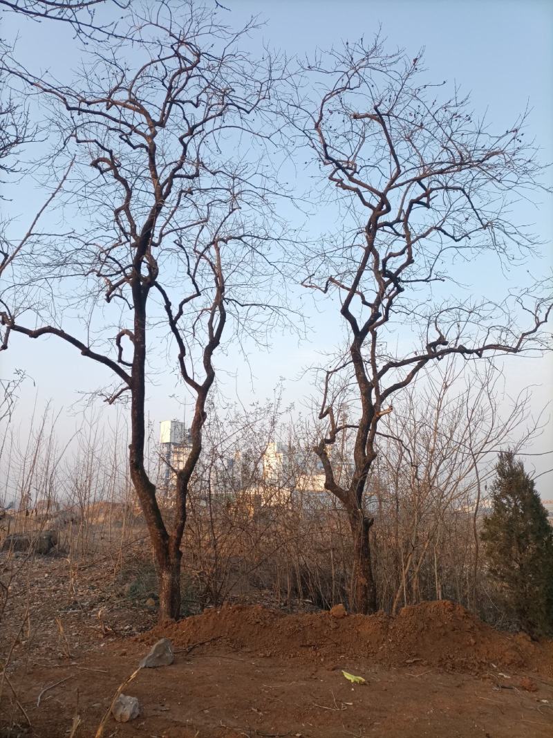 古柿子树
