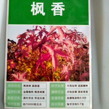新采枫香种子北美枫香种子枫香苗木种子绿化行道林木
