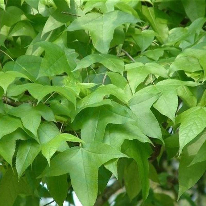 新采枫香种子北美枫香种子枫香苗木种子绿化行道林木