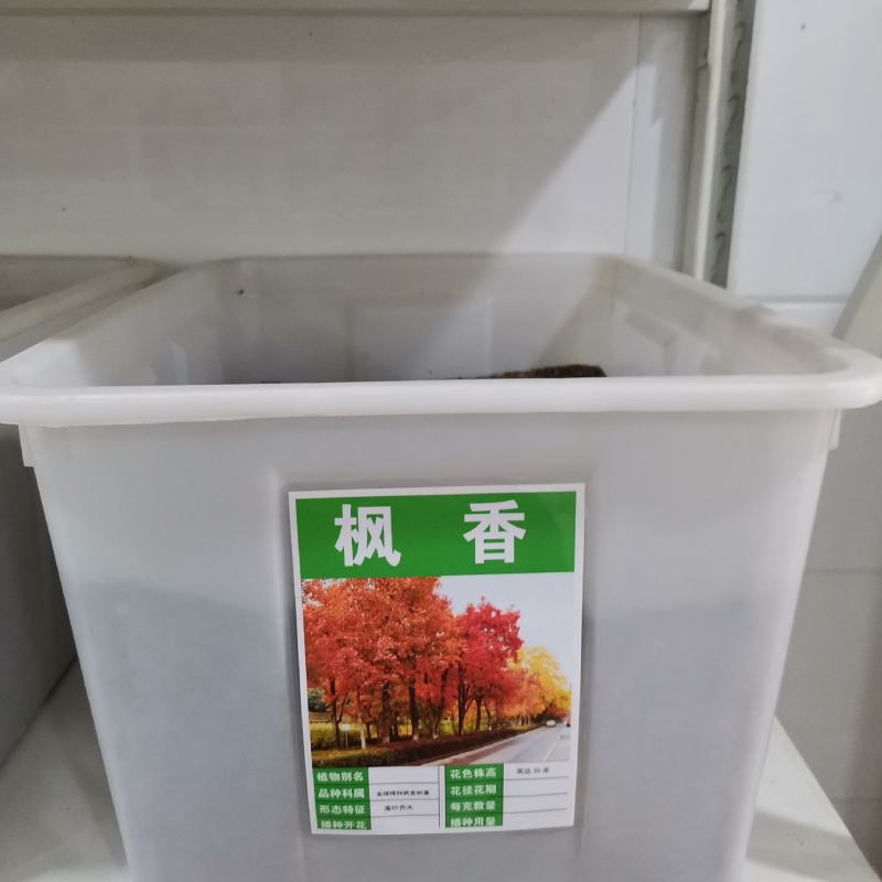 新采枫香种子北美枫香种子枫香苗木种子绿化行道林木