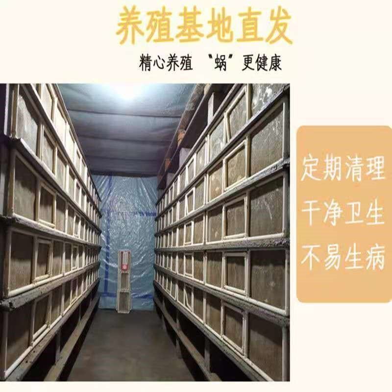 白玉蜗牛种苗包技术并赠送养殖资料包回收