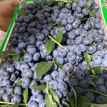 蓝莓下果了的季节到了。欢迎有实力的收购商前来报道。