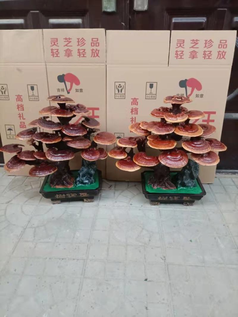 灵芝盆景，基地供应，一手货源，长期供应大小棵样式齐全